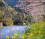 那賀川の桜並木写真